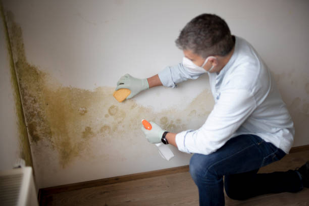 Best Asbestos and Lead Testing During Mold Inspection  in Waimalu, HI