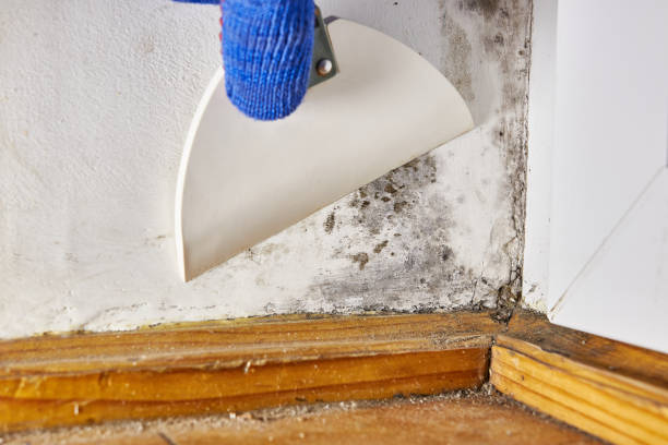 Best Emergency Mold Remediation  in Waimalu, HI